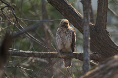 Buteo lineatus