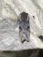 Xylena thoracica