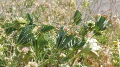 Malva parviflora