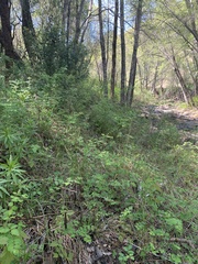 Lilium pardalinum pardalinum