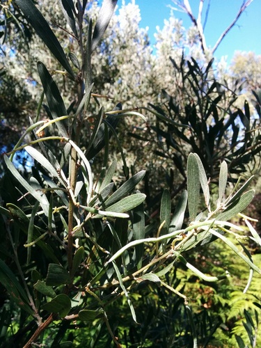 Subspecies Acacia mucronata mucronata · iNaturalist