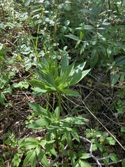 Lilium pardalinum pardalinum