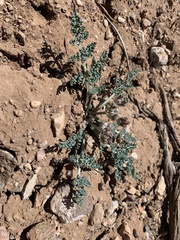 Vesper constancei