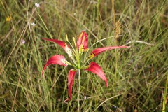 Lilium catesbaei image
