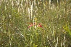 Lilium catesbaei image