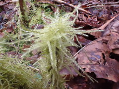 Brachythecium frigidum