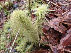 Brachythecium frigidum