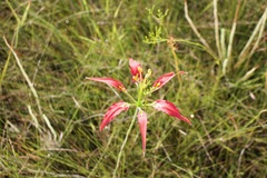 Lilium catesbaei image