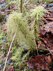 Brachythecium frigidum