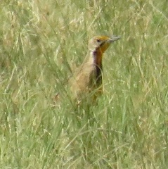 Macronyx capensis colletti