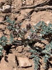 Vesper constancei