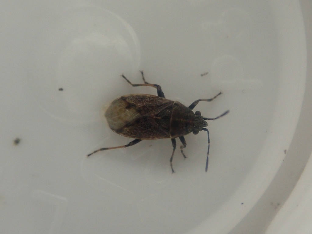 Rhypodes depilis
