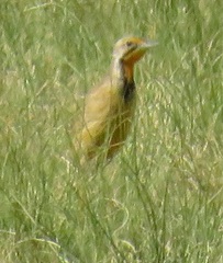 Macronyx capensis colletti