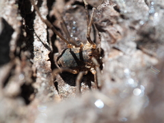 Phalangium opilio