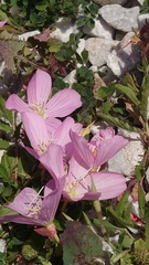 Oenothera speciosa