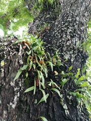 Pyrrosia adnascens