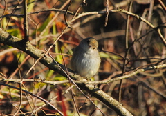 Euscarthmus meloryphus