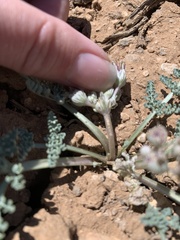 Vesper constancei
