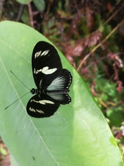 Heliconius doris viridis