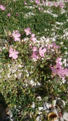 Oenothera speciosa