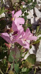 Oenothera speciosa