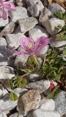 Oenothera speciosa