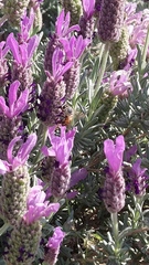 Apis mellifera