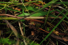 Micrathena furcata