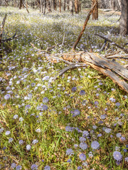 Trachymene cyanantha