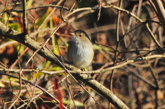 Euscarthmus meloryphus
