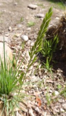 Festuca octoflora