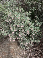 Arctostaphylos columbiana