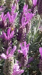 Apis mellifera