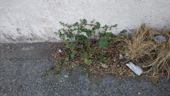 Malva parviflora