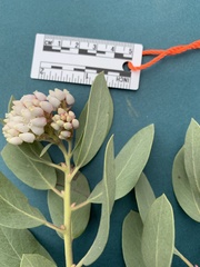 Arctostaphylos columbiana