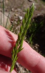 Festuca octoflora