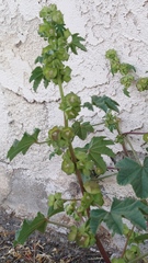 Malva parviflora