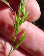 Festuca octoflora