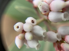 Arctostaphylos columbiana