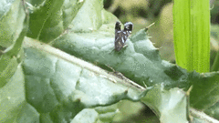 Strobisia proserpinella