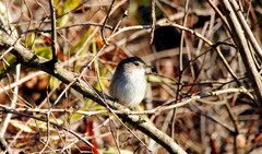 Euscarthmus meloryphus