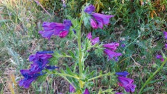 Echium plantagineum