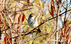 Euscarthmus meloryphus