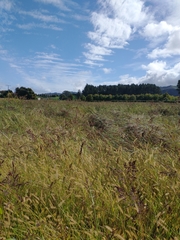 Sorghum × drummondii
