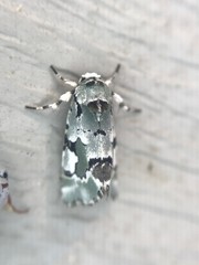 Emarginea percara