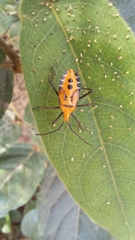 Spartocerini