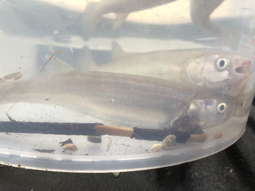 Peruvian silverside (Basilichthys semotilus) — Atherinopsidae