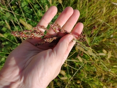 Sorghum × drummondii