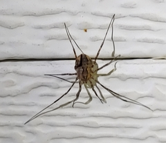 Hadrobunus maculosus