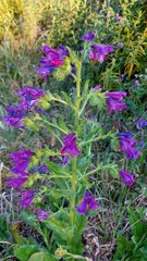 Echium plantagineum